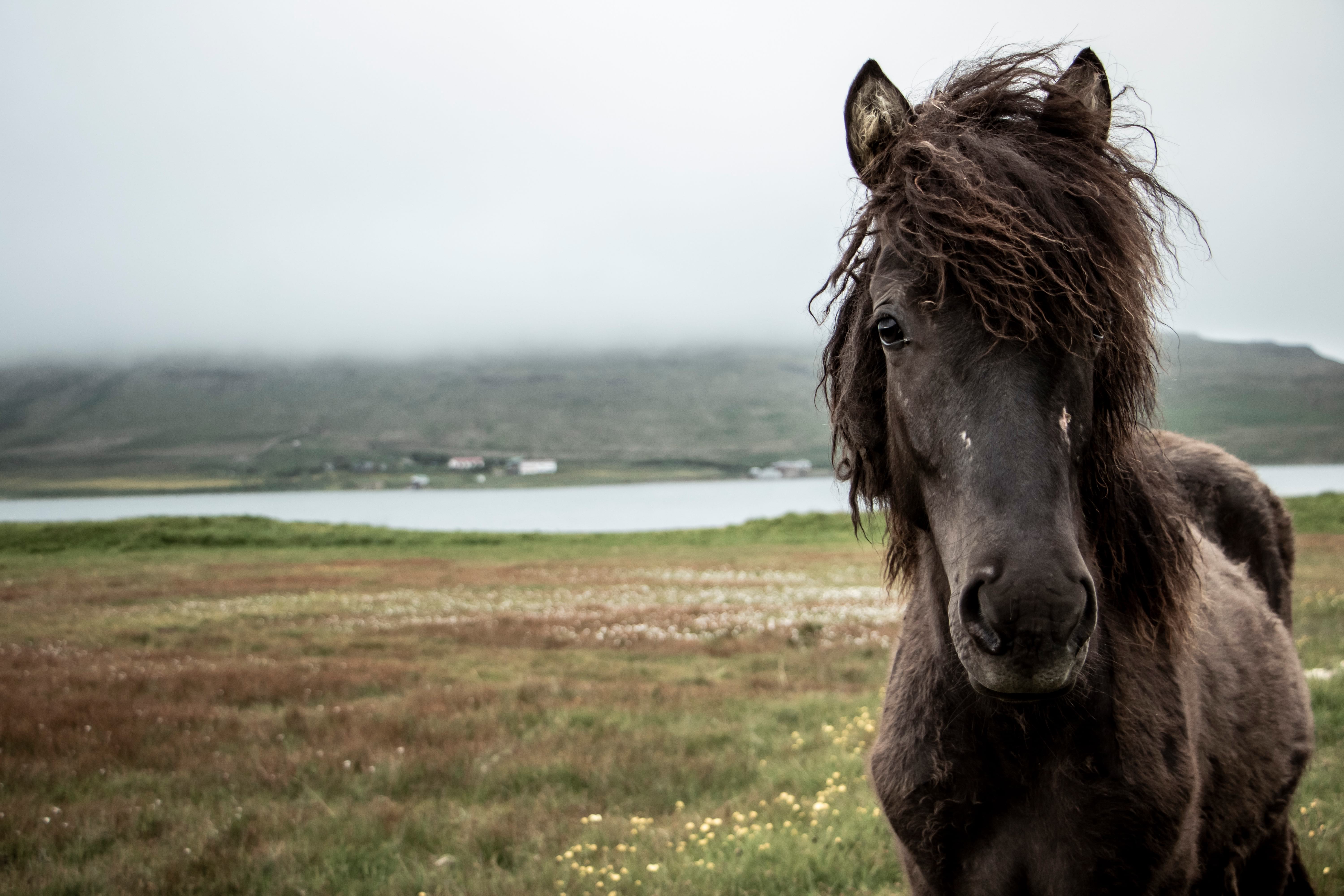 Why are Icelandic horses special? Bustravel