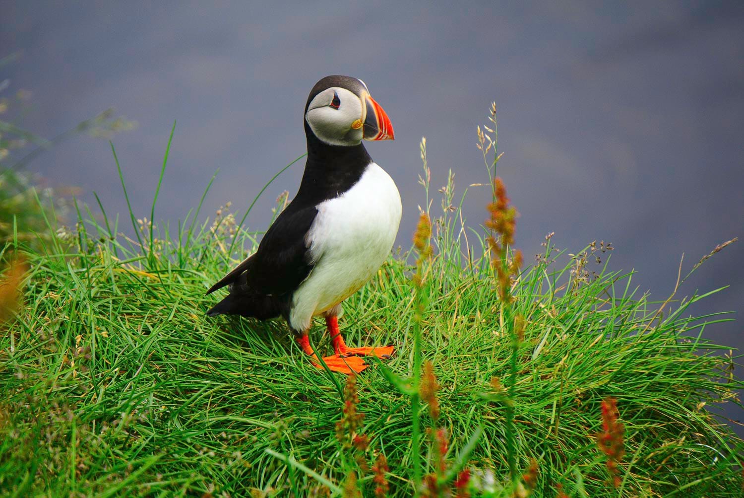 Puffin Iceland