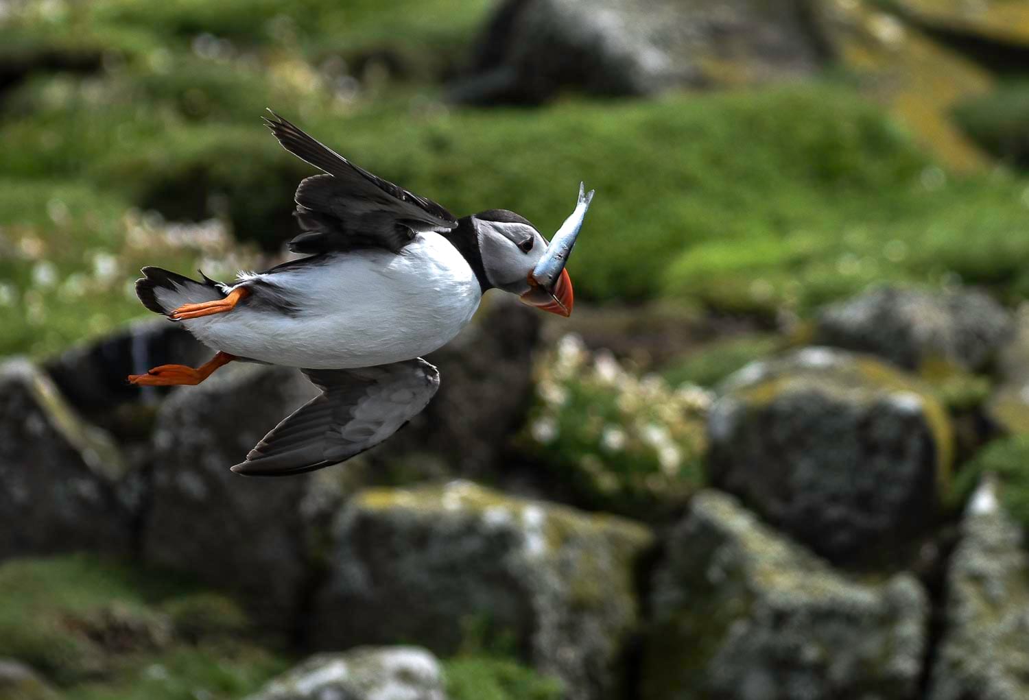 Flying puffin