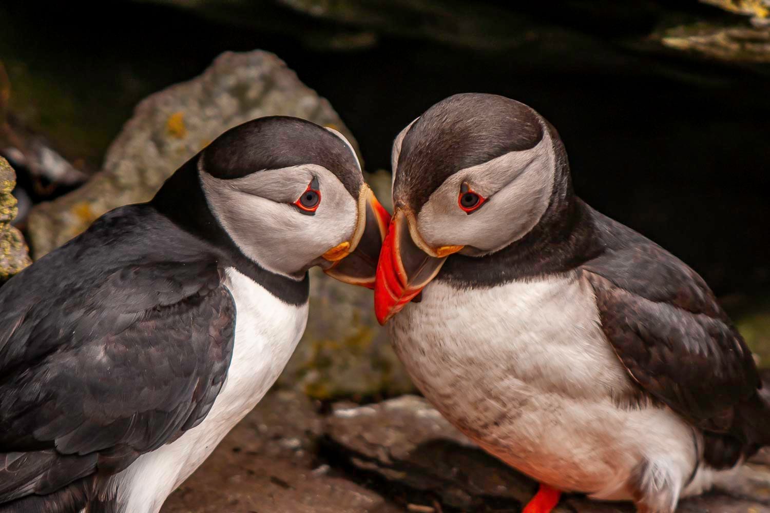 Puffins a couple