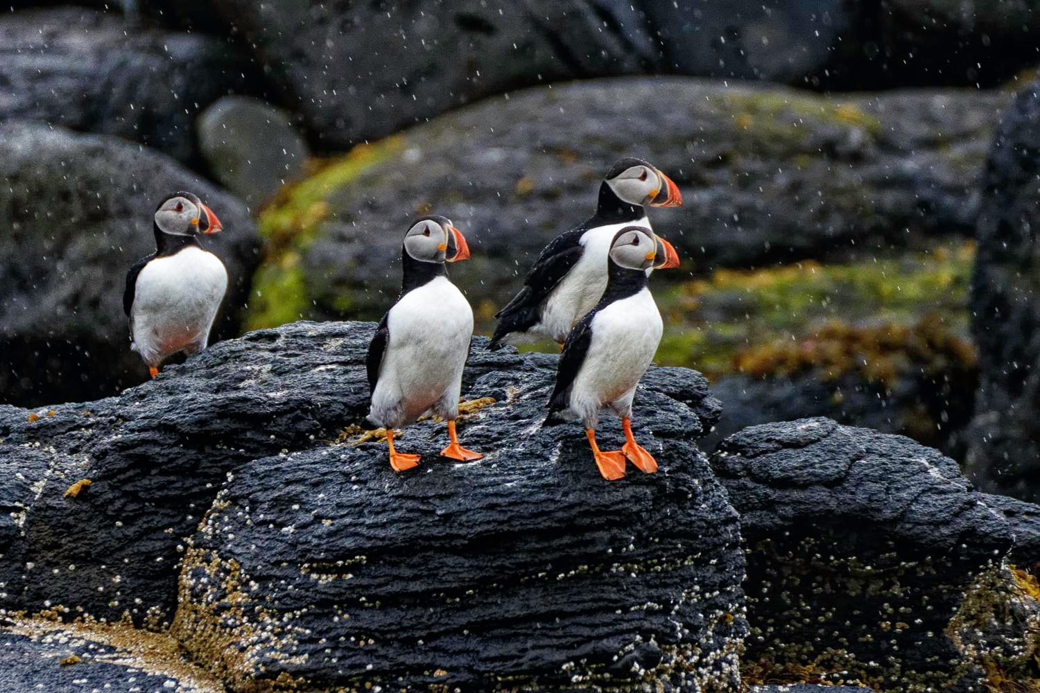 Atlantic puffins