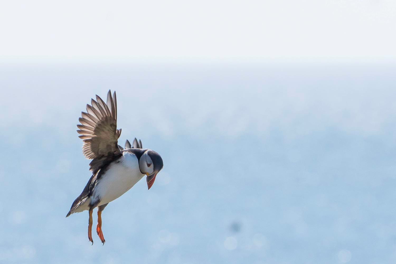 Puffin flying