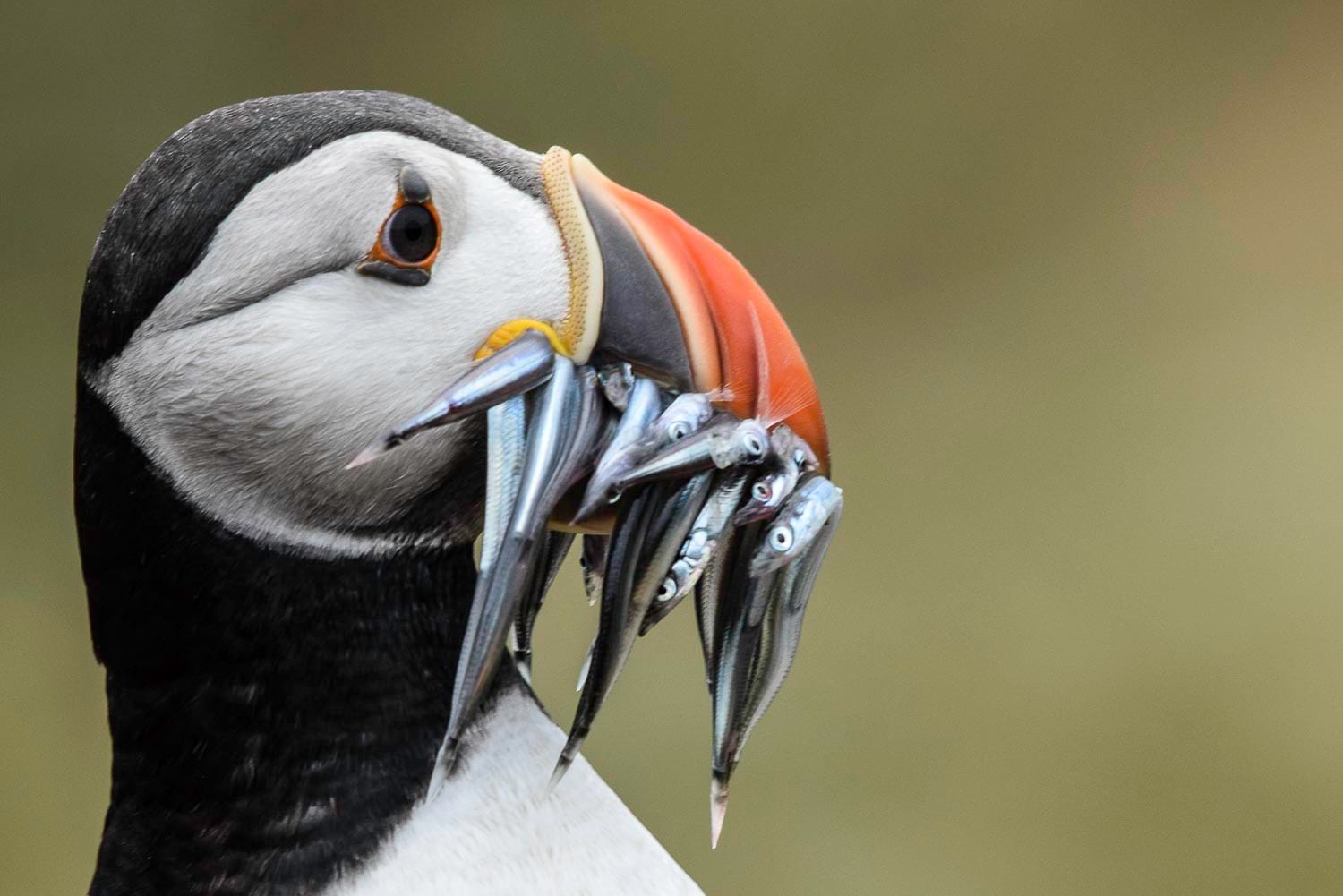 Puffin eating fish