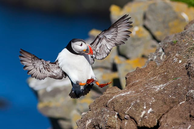 Sea-birds-puffins-in-iceland