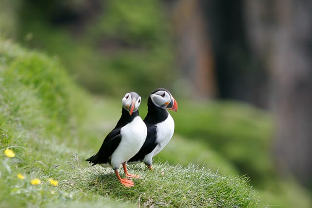 Puffins-couple-in-iceland