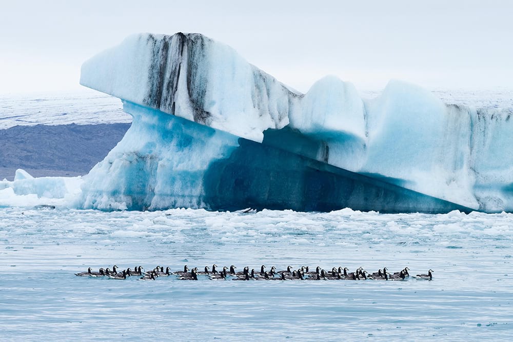 Vivid wildlife at Jokulsarlon Glacier Lagoon in summer Iceland