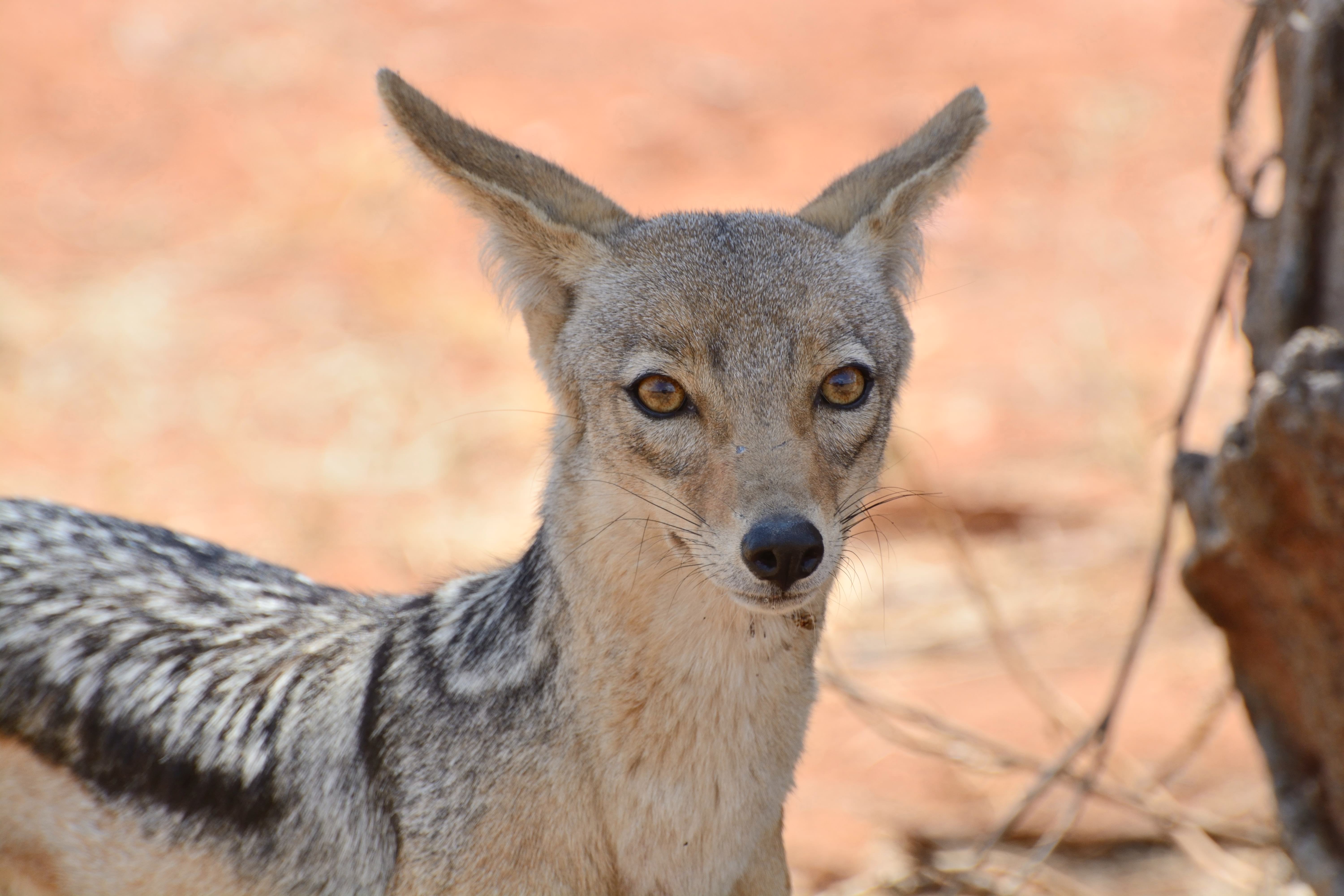 Jackal in the reserve