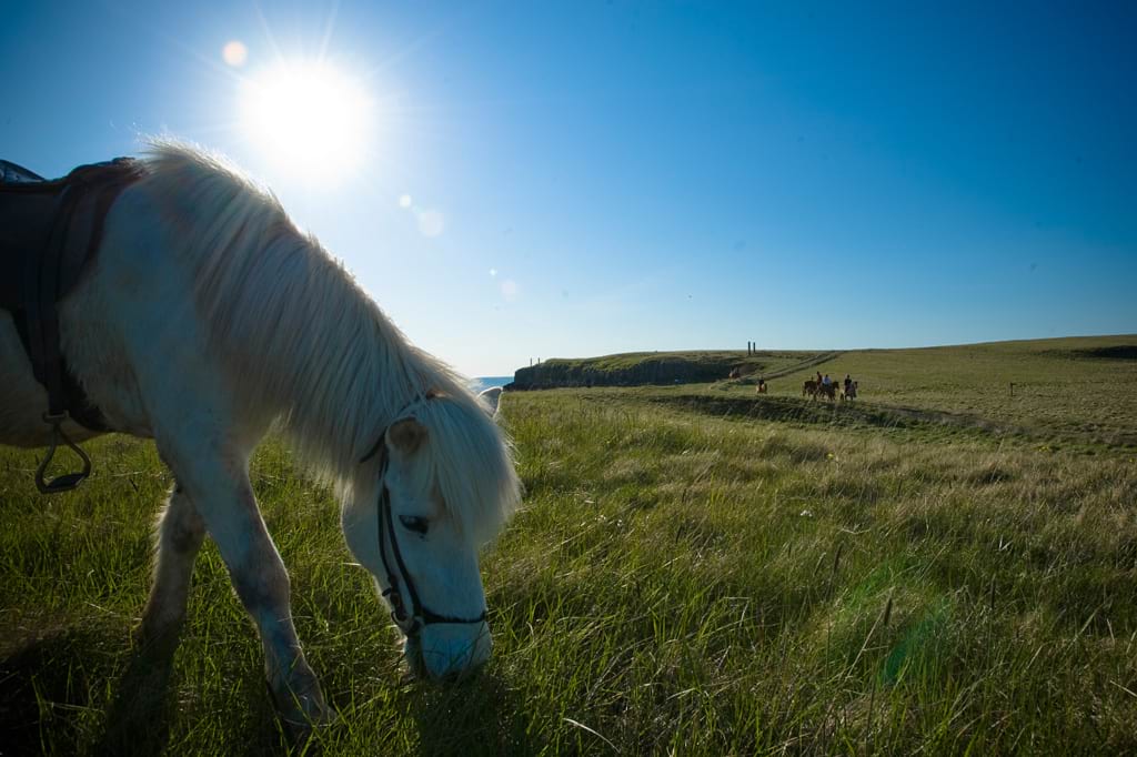 An icelandic horse on a sunny day