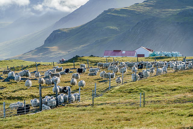 sheep-essentials-of-iceland