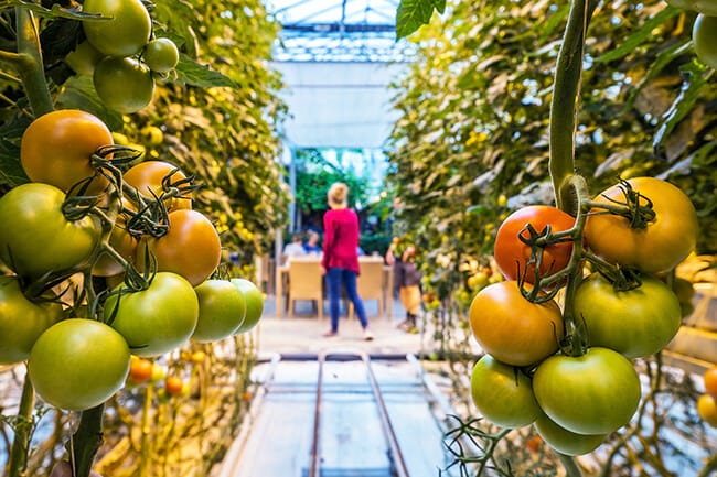 Visit the food farm in Iceland