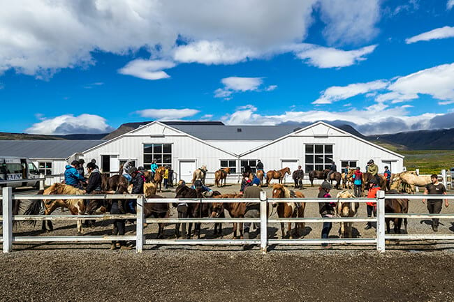 Horse-stable-Icelandic-horses-Iceland.jpg