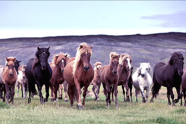 Horseback-riding-Icelandic-horses.jpg