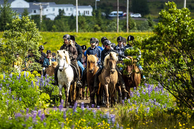 Horseback-riding-Laxnes-Iceland.jpg