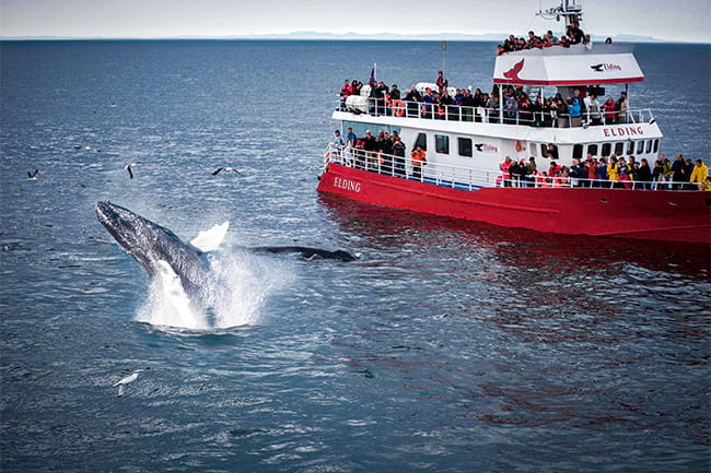 Humpback-Whale-jumping-in-front-of-boat-Iceland.jpg