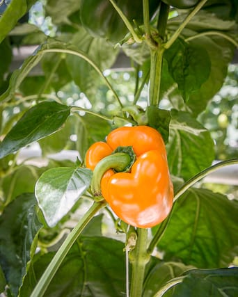bell-peppers-produced-in-iceland