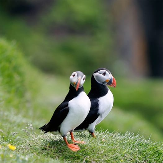 puffins-birds-in-iceland