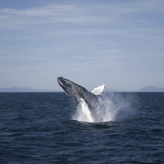 Iceland-whale-watching-gray-line.png