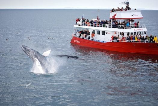 Iceland-whale-watching-humpback-breach-tour-boat.jpg