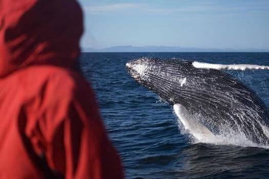 Iceland-whale-watching-jump-humpback-breach.jpg