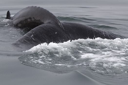 iceland-whale-watching-tail-humpback.jpg