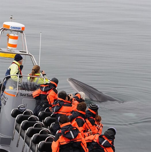 a whale pokes its head out of water near a whale watching vessel