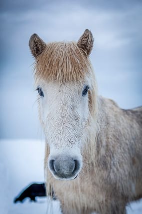 White-icelandic-horse