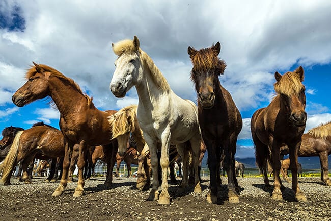 Icelandic-horses-in-Iceland.jpg