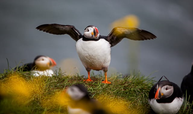 Puffins-in-iceland