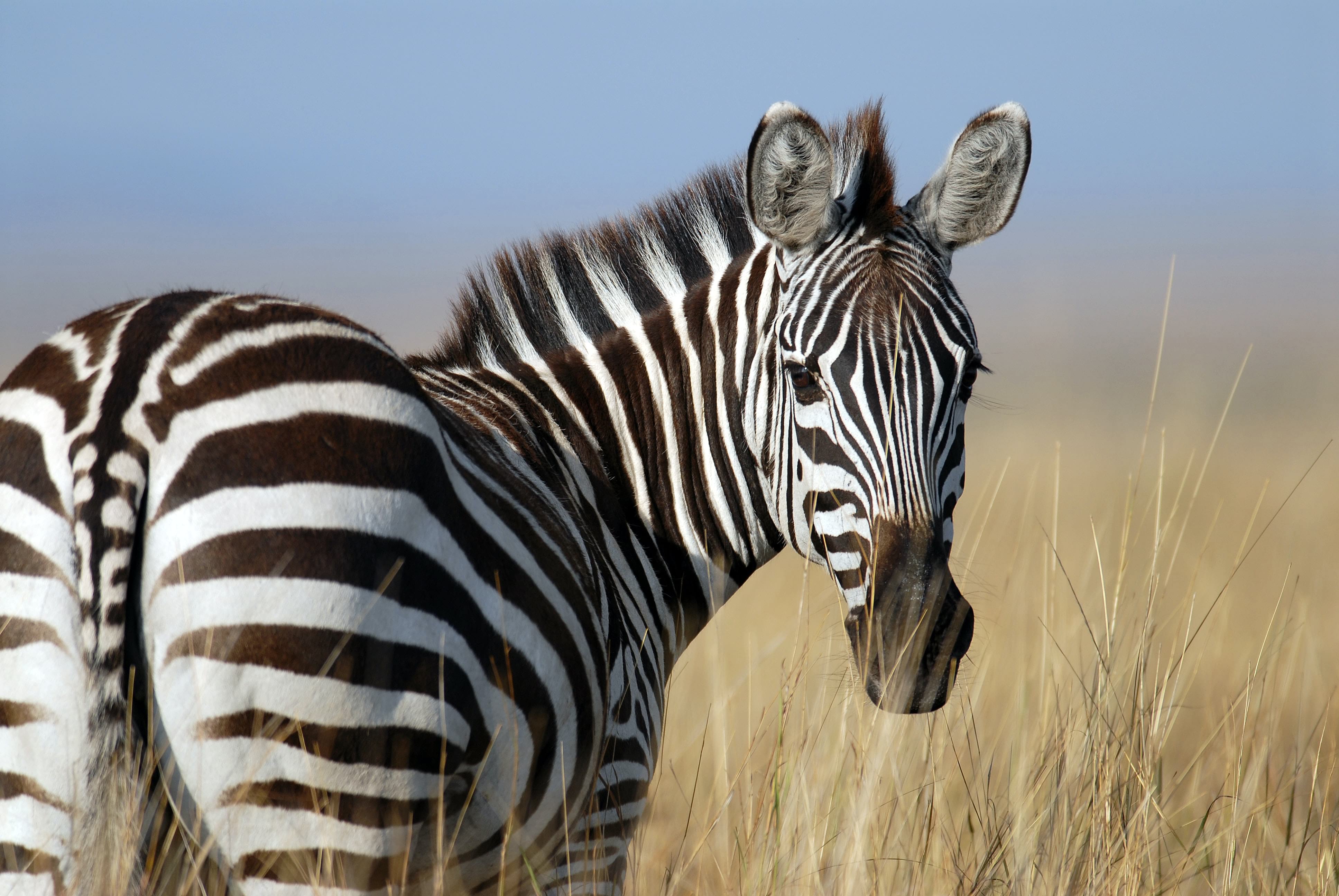 Zebra in the reserve