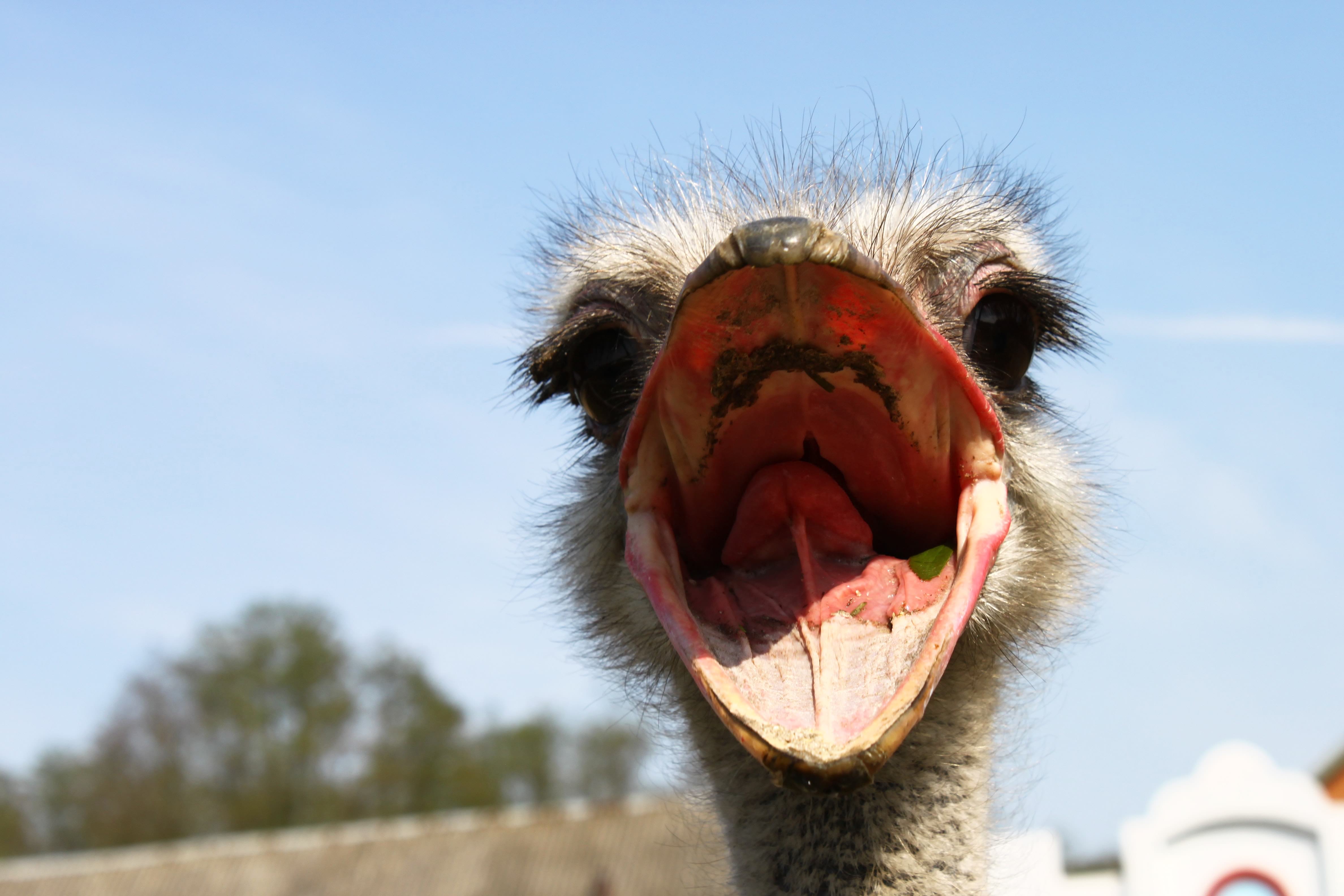 Ostrich in the reserve