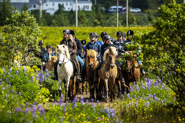 Experience ride on the icelandic horse