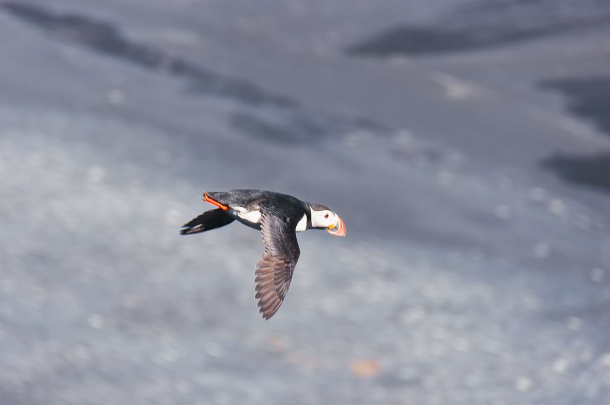 Puffin flying over black sand beach at Reynisfjara South Iceland