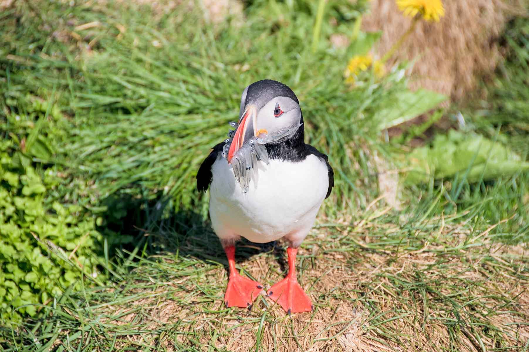 Puffins are beloved birds in Iceland summertime