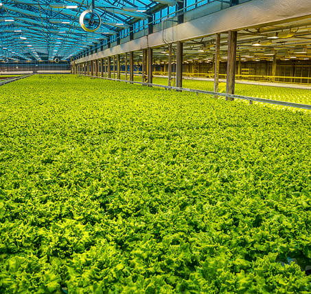 salads-grow-in-greenhouses-in-iceland