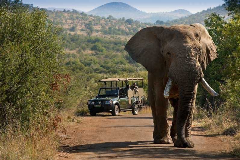 south africa safari near johannesburg
