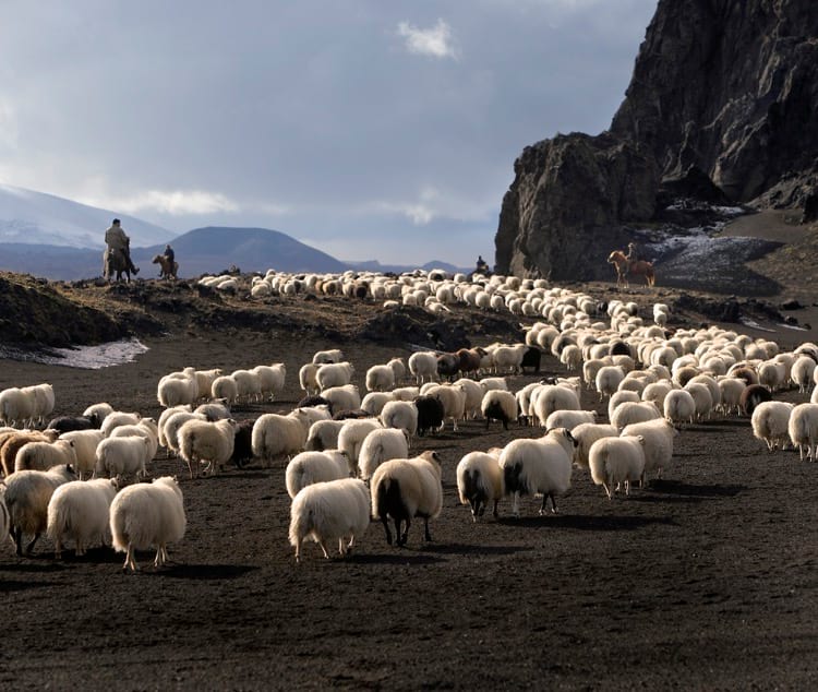 Sheep season in Iceland