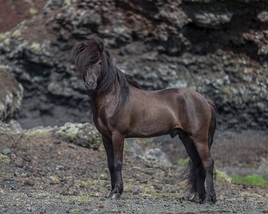 icelandic-horse-in-wild-nature