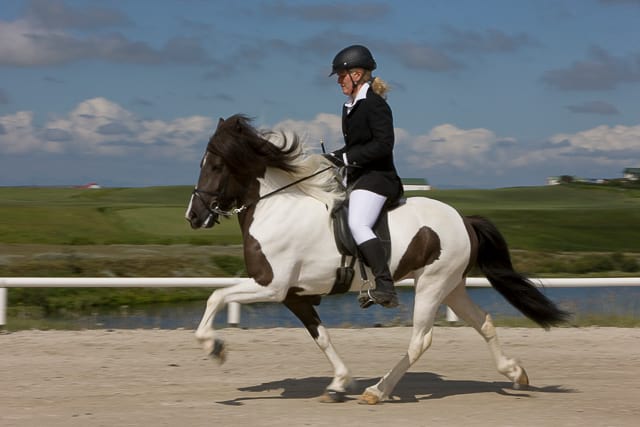 only-icelandic-horses-can-do-five-gaits