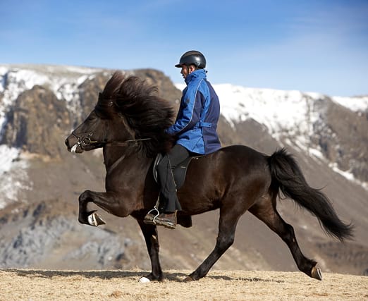 5 Gaits of the Icelandic Horses