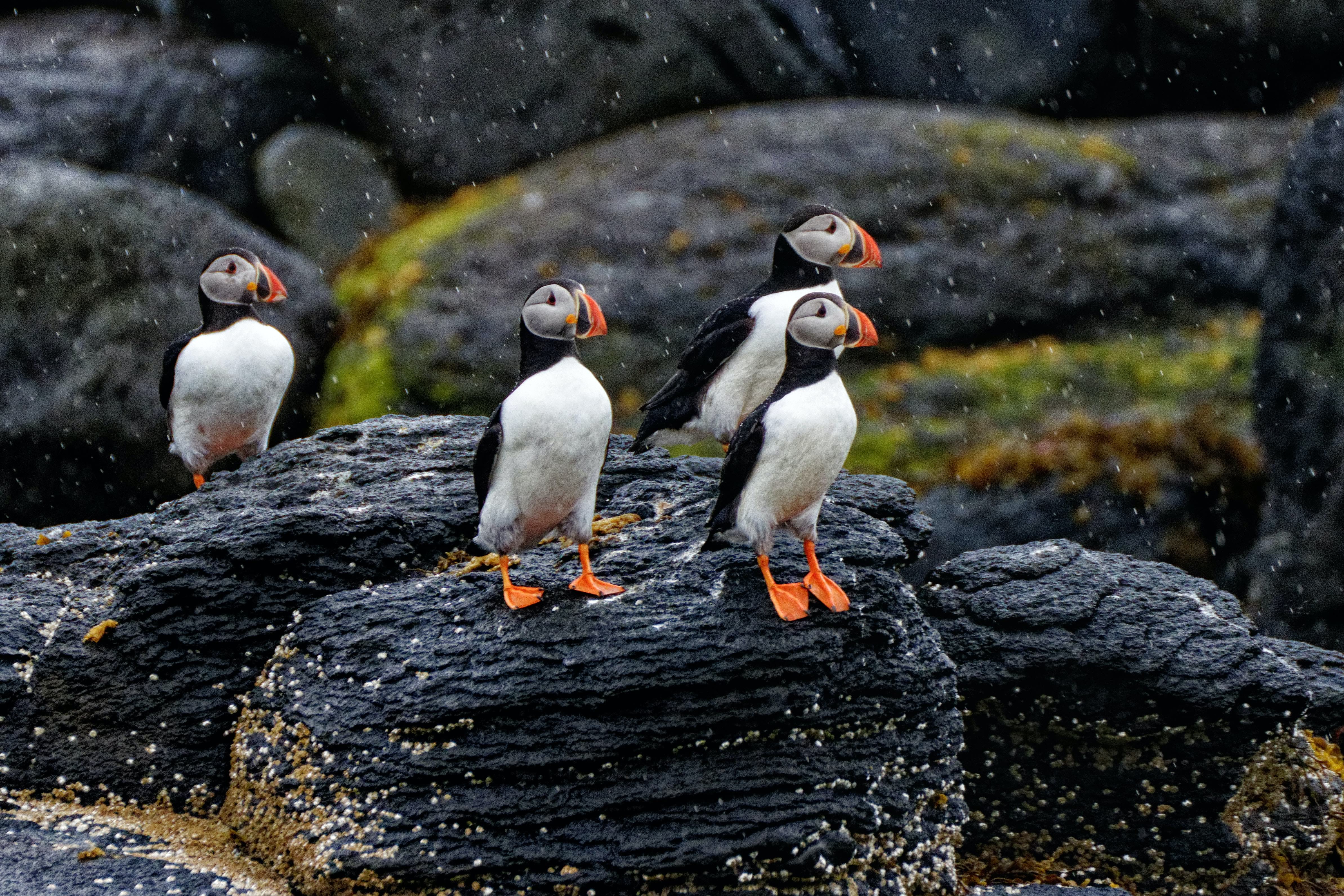 Puffin on rocky shore in Iceland